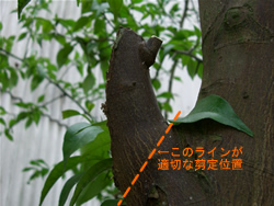 �s�K�؂ș����