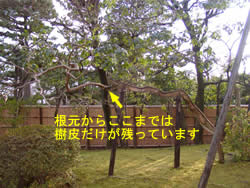 ���炾���ɂȂ����T���X�x��